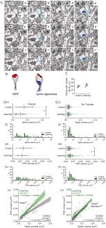 Duty in hostile areas prior of deployment. Training Induced Upscaling Of Psd Volume Occurs In Dendritic Spines Download Scientific Diagram