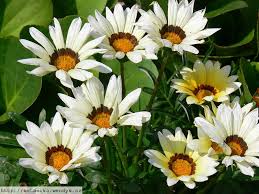 Image result for foto Gazánie