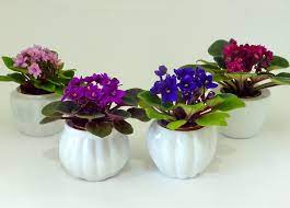 More information & complete series listing. 2 In Miniature Violets In White Vases Set Of 4