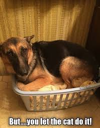 The German Shepherd German Shepherd Funny German Shepherd Memes Funny Dog Videos