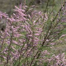 Image result for Tamaricaceae