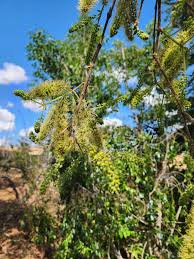 Image result for Acacia welwitschii