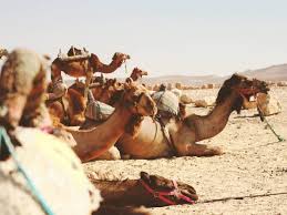 Alexmarcelo 1751943 he knows how to ride a camel. 35 Facts About Camels Useless Daily Facts Trivia News Oddities Jokes And More