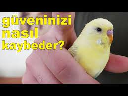 muhabbet kusu guveninizi nasil kaybeder 11 davranis youtube muhabbet kuslari davranis kusu
