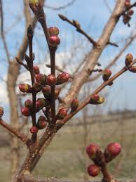 It places emphasis on how to do it and includes notes on the basic science. Spring Is Here Old Orchard Farm