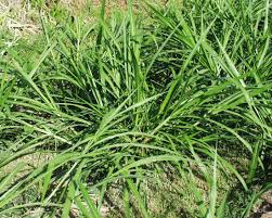 Image result for Cenchrus purpureus