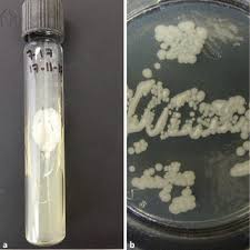 Image result for Tinnea apiculata