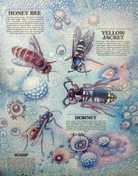 The hornet's nest exemplifies the heroism and courage of our military personnel who face endless. Allergy Asthma Center Insect Sting Allergy Facts You Should Know