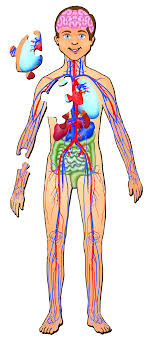 Suitable for ages 8 years old and up. Human Body With Organs Human Body Diagram Human Anatomy Picture Human Body Model