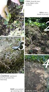 English ivy (hedera helix) is a european forest vine that has become invasive in the u.s. How To Cut Ivy Novocom Top