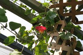 Image result for Stictocardia