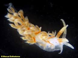 Image result for Bergia salaria