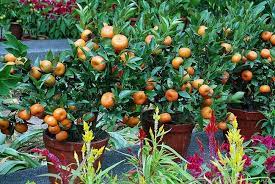 We did not find results for: Tanam Pokok Buah Dalam Pasu Durian Monthong Tani Facebook