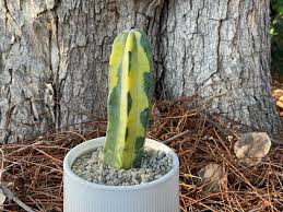 Image result for Myrtillocactus geometrizans