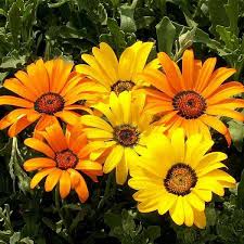 Image result for Osteospermum monocephalum