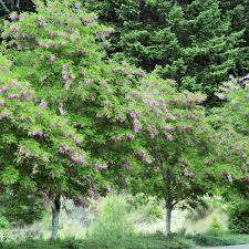 Image result for Robinia pseudo-acacia