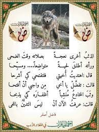 ليس التدين باللحى beautiful arabic words words quotes arabic love quotes