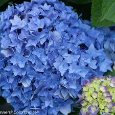 Hydrangea macrophylla lets dance™ rhythmic blue 'smhmes14' was selected by timothy d. Let S Dance Rhythmic Blue Reblooming Hydrangea Hydrangea Macrophylla Proven Winners