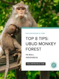 Top 8 Tips For Ubud Monkey Forest In Bali Indonesia Fallon Travels Ubud Bali Travel Monkey Forest