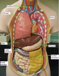 Diagram of lungs full label labelle. Human Torso Model Flashcards Quizlet
