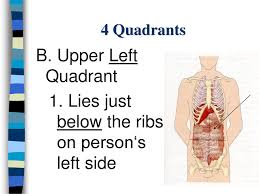 Do you experience sharp pain under your ribs? The Abdomen Chapter Ppt Download