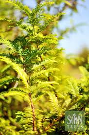 Image result for Metasequoia glyptostroboides