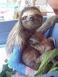 Anne Ile Yavru Tembel Hayvan Sloth Yavru Tembel Hayvan Tembel Hayvan Maymunlar