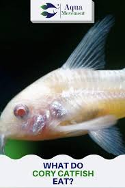 What Do Cory Catfish Eat Aqua Movement Cory Catfish Tropical Freshwater Fish Freshwater Aquarium Fish