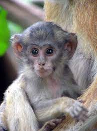 Rare Baby Patas Monkey At The Mount Kenya Wildlife Conservancy Posted Via Animalorphanagekenya Org Monkey Pictures Baby Monkey Monkeys Funny