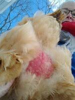After her 'salon treatment', put her in a darkened crate with some water and food to drink. Chicken Has Red Sore Butt Backyard Chickens Learn How To Raise Chickens