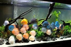 Pada umumnya akuarium yang bisa digunakan memiliki ukuran minimal panjang 1,5 meter dengan lebar dan tinggi. Tips Dan Trik Budidaya Ikan Discus Di Aquarium Teknikbudidaya Com