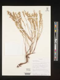 Image result for Gnidia chapmanii