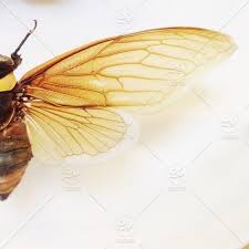 Black And White Insect With Wings Uk Stock Photo Close Up White Insect Bee Wing Macro Beautiful Veins Bug Wings Body Fauna Honey Wasp Minimal M Bee Wings Bee Painting Wings Drawing