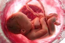 Gambar bayi 6 minggu dalam kandungan is important information accompanied by photo and hd pictures usia kehamilan 6 minggu ukurang bayi 4 mm janin 2 bulan. Ini Tandanya Jika Berat Badan Janin Normal Dan Sehat Cek Di Sini Nakita