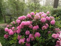 Rhododendron Haaga Giant Pink Blooms Will Grow To Five In 2020 Season Plants Plants Rhododendron