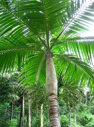 Image result for Dictyosperma