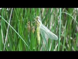 Une Annee De Libellule Avec Images Libellule Abeille Printemps
