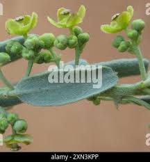 Image result for Antizoma angustifolia