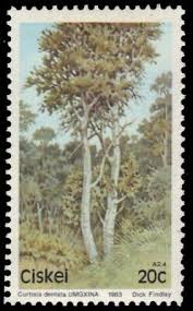 Image result for Curtisia dentata