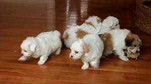 Breeders close to des moines, cedar rapids, davenport, sioux city, and iowa city! Shichon Teddy Bear Puppies For Sale Youtube