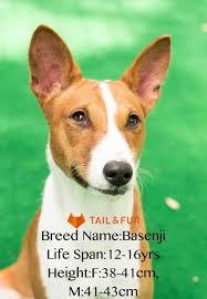 While in some dogs, the curly tail can be a sign of illness, most curly tails have been bred that way to make them distinct. 10 Popular Dog Breeds With Curly Tails