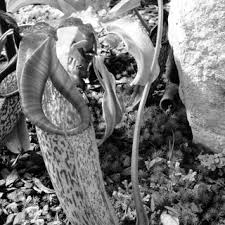 Image result for Mohria lepigera