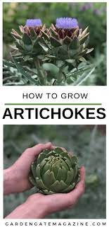 How To Grow Artichokes Growing In The Garden Growing Artichokes Artichoke Gardening For Beginners
