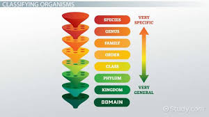 Organism Lesson For Kids Definition Classification Video Lesson Transcript Study Com