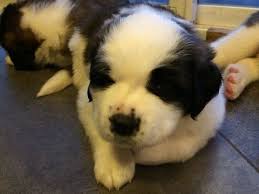 Litter Of 3 Saint Bernard Puppies For Sale In Plainfield In Adn 33938 On Puppyfinder Com Gender Female Age St Bernard Puppy Saint Bernard Puppies For Sale