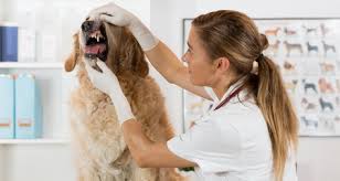 Austin pet dentist dentistry & oral surgery. 5 Signs That Your Dog Needs Dental Work Petcoach