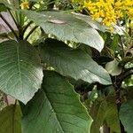 Image result for Solanecio