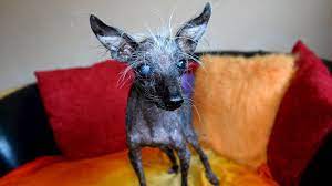 And sometimes, even the ugliest dogs have hearts of gold. Britain S Ugliest Dog Chase Dies In Wales Bbc News