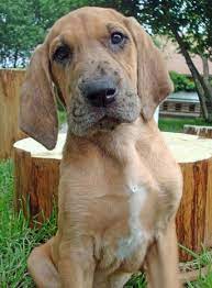 Adopt dexter a white great pyrenees / mastiff / mixed dog in pequot lakes, mn (31255931) spayed/neutered. Great Dane Mix Puppies For Sale Zoe Fans Blog