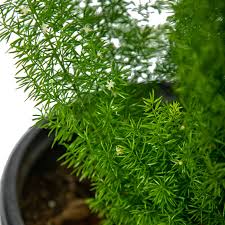 Image result for Asparagus rogersii